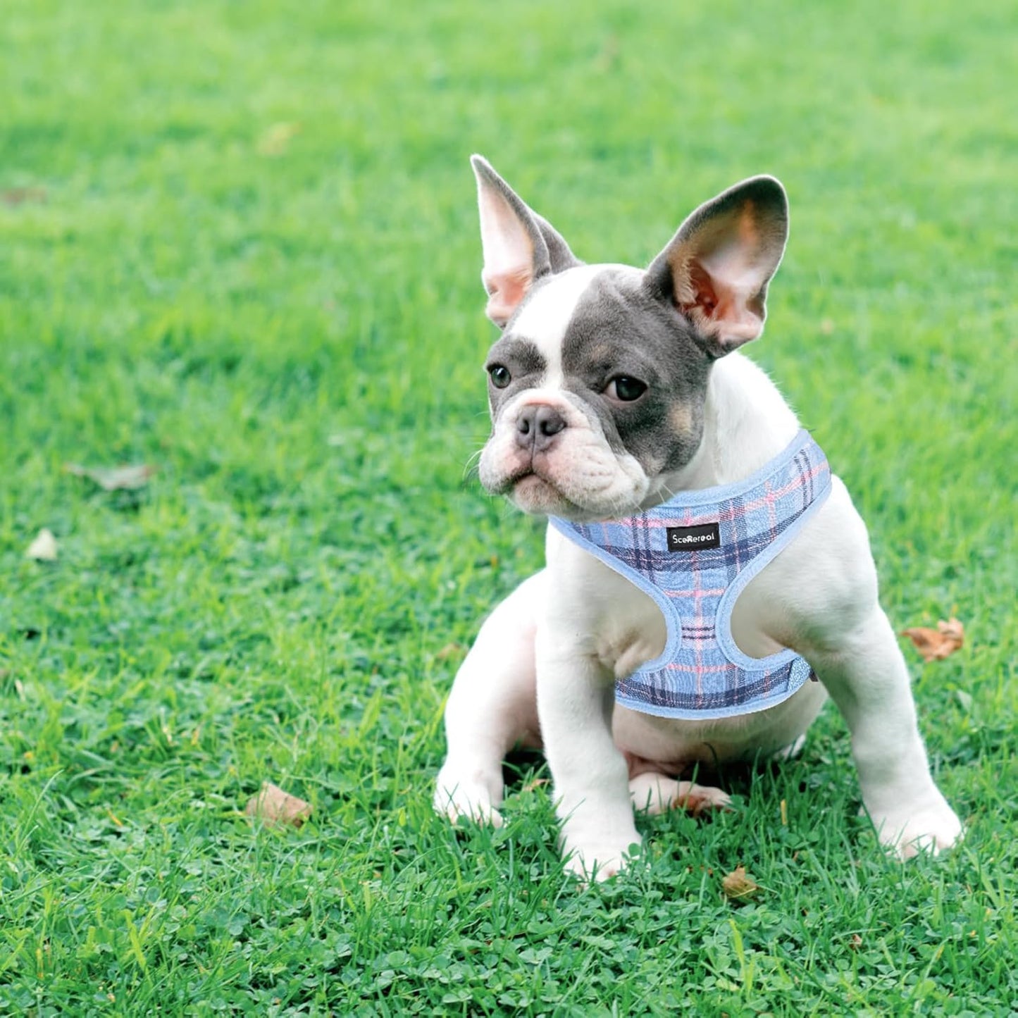 SCENEREAL Puppy Dog Harness with Leash Set for Small Medium Sized Dogs, Soft Mesh Step in Pet Harnesses and Leash, No Chock Plaid Adjustable No Pull Vest for Dogs Cats, Chihuahua,Bulldog (Blue S)