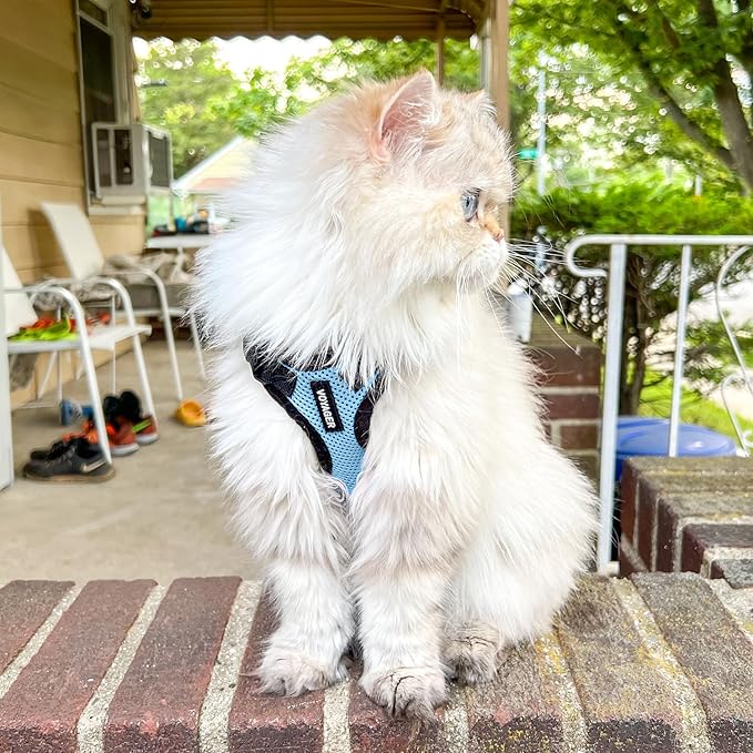 Voyager Step-in Lock Adjustable Cat Harness w. Cat Leash Combo Set with Neoprene Handle 5ft - Supports Small, Medium and Large Breed Cats by Best Pet Supplies - Baby Blue/Black Trim, XS