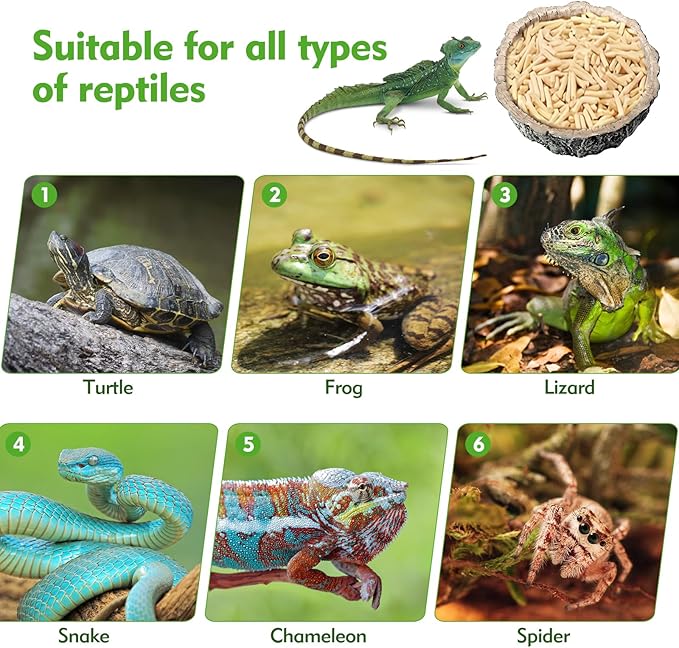 Small Reptile Food Dish 2 Packs Reptile Feeding Food Bowl Novelty Foods Bowl Lizard Reptile Water Bowls Dish Gecko Lizard Spider Scorpion Chameleon