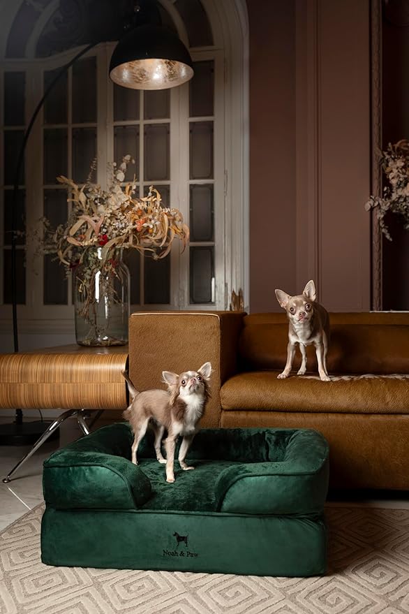 NOAH & PAW Dog Bed, 28x23x11 Inch, Orthopedic Dog Beds for Medium Size Pets, Eggshell Memory Foam Infused with Cooling Gel, Inner Cover, Waterproof, Machine Washable (Velvet Sofa Collection)