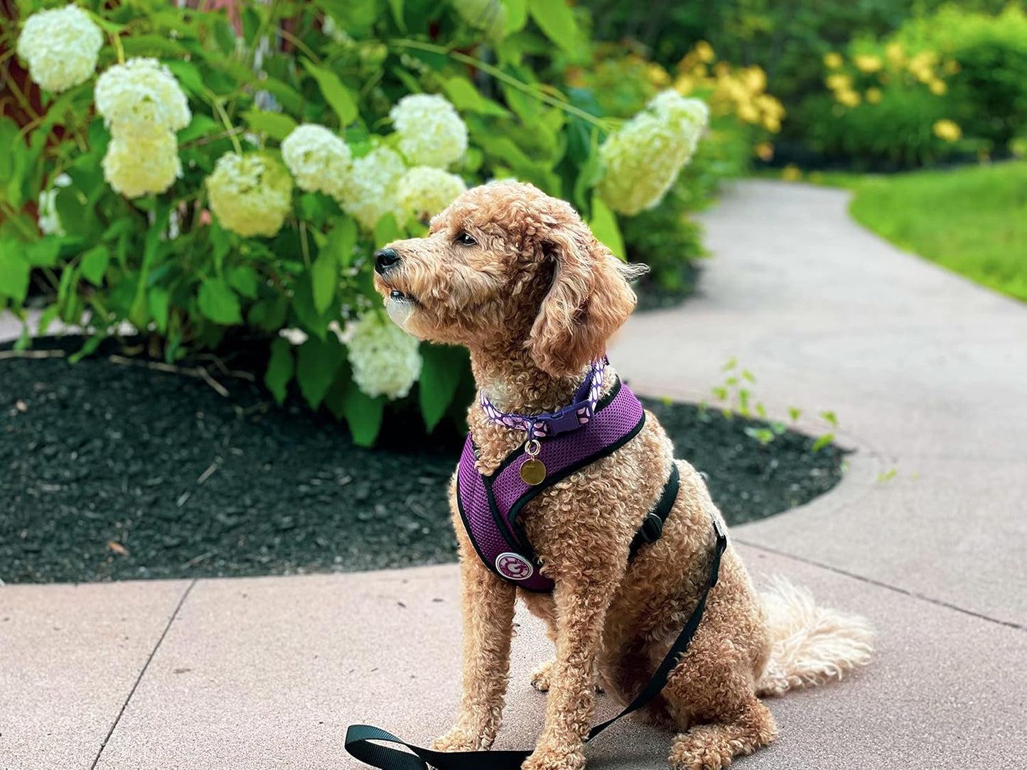 Gooby Comfort X Head In Harness - Purple, X-Large - No Pull Small Dog Harness Patented Choke-Free X Frame - Perfect on the Go Dog Harness for Medium Dogs No Pull, Small Dogs for Indoor and Outdoor Use