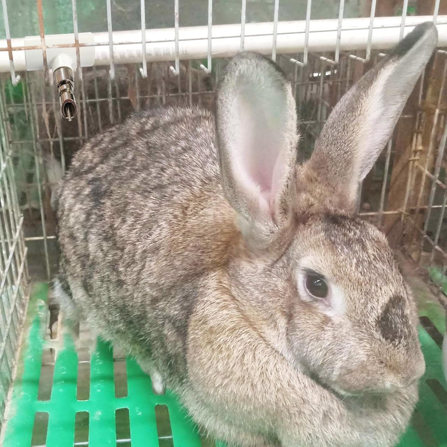 Threaded Stainless Steel Rabbit Water Nipples Automatic PVC Tees Rodent Waterering System Reusable Animal Breeding Supplies (6PCS)