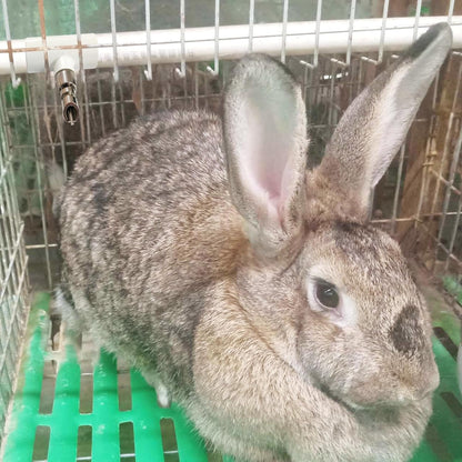 Threaded Stainless Steel Rabbit Water Nipples Automatic PVC Tees Rodent Waterering System Reusable Animal Breeding Supplies (6PCS)