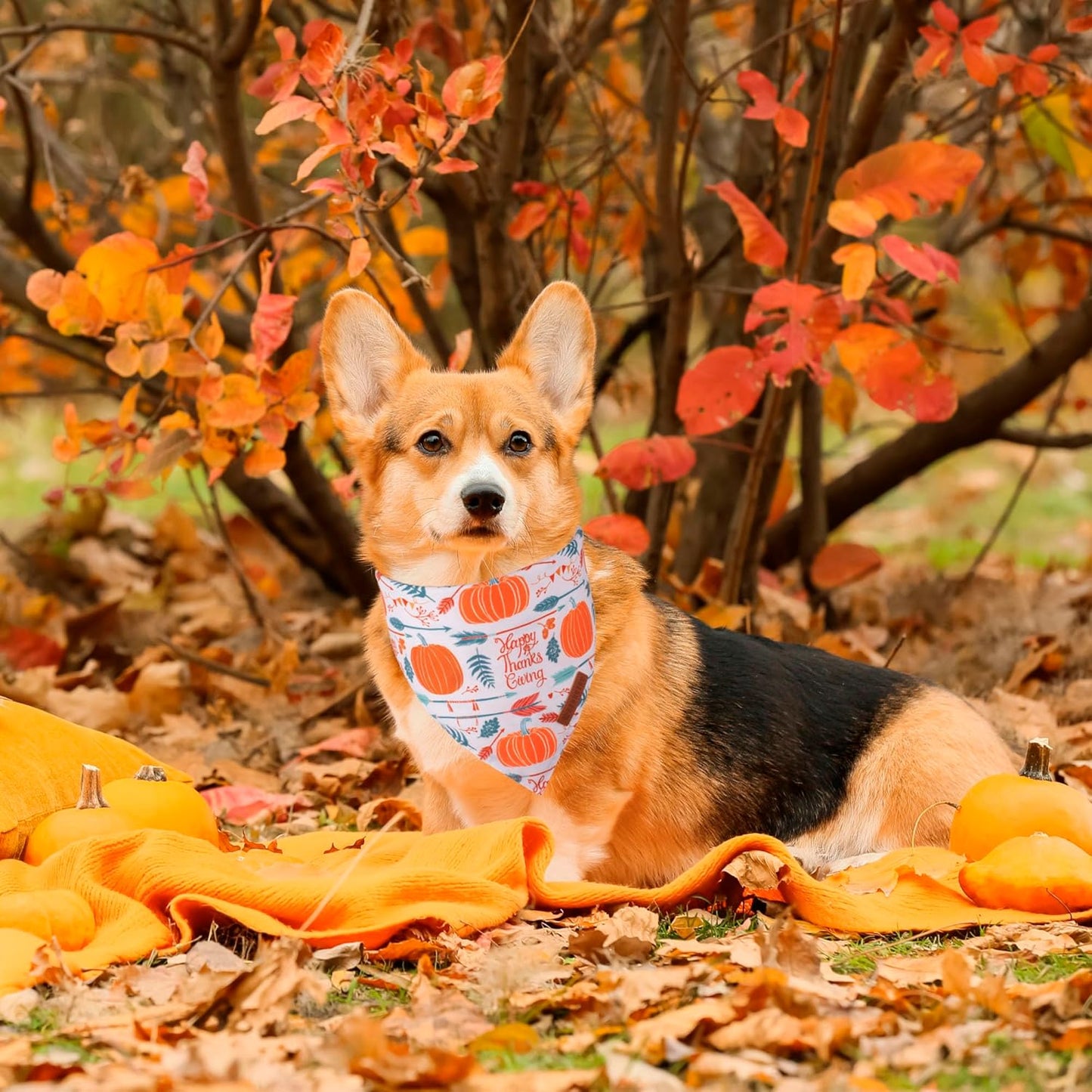 ADOGGYGO Thanksgiving Dog Bandana, Fall Leaves Pumpkin Pet Scarf, Premium Durable Fabric, Adjustable Fit Thanksgiving Bandanas for Medium Large Dogs Pets (Large)