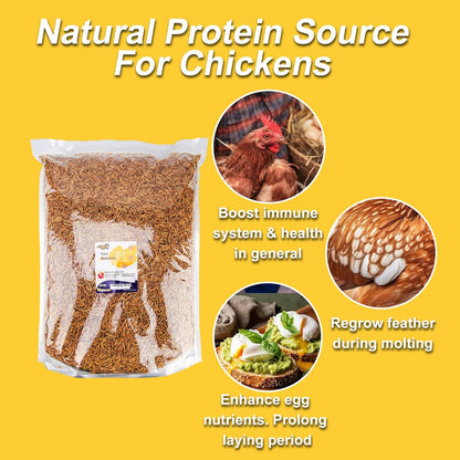 RANZ 10LBS Non-GMO Dried Mealworms for Chickens, High Protein Meal Worms, Premium Chicken Feed, Perfect Bird Food and Chicken Treats, Whole Large Mealworms for Wild Birds, Ducks, Fish