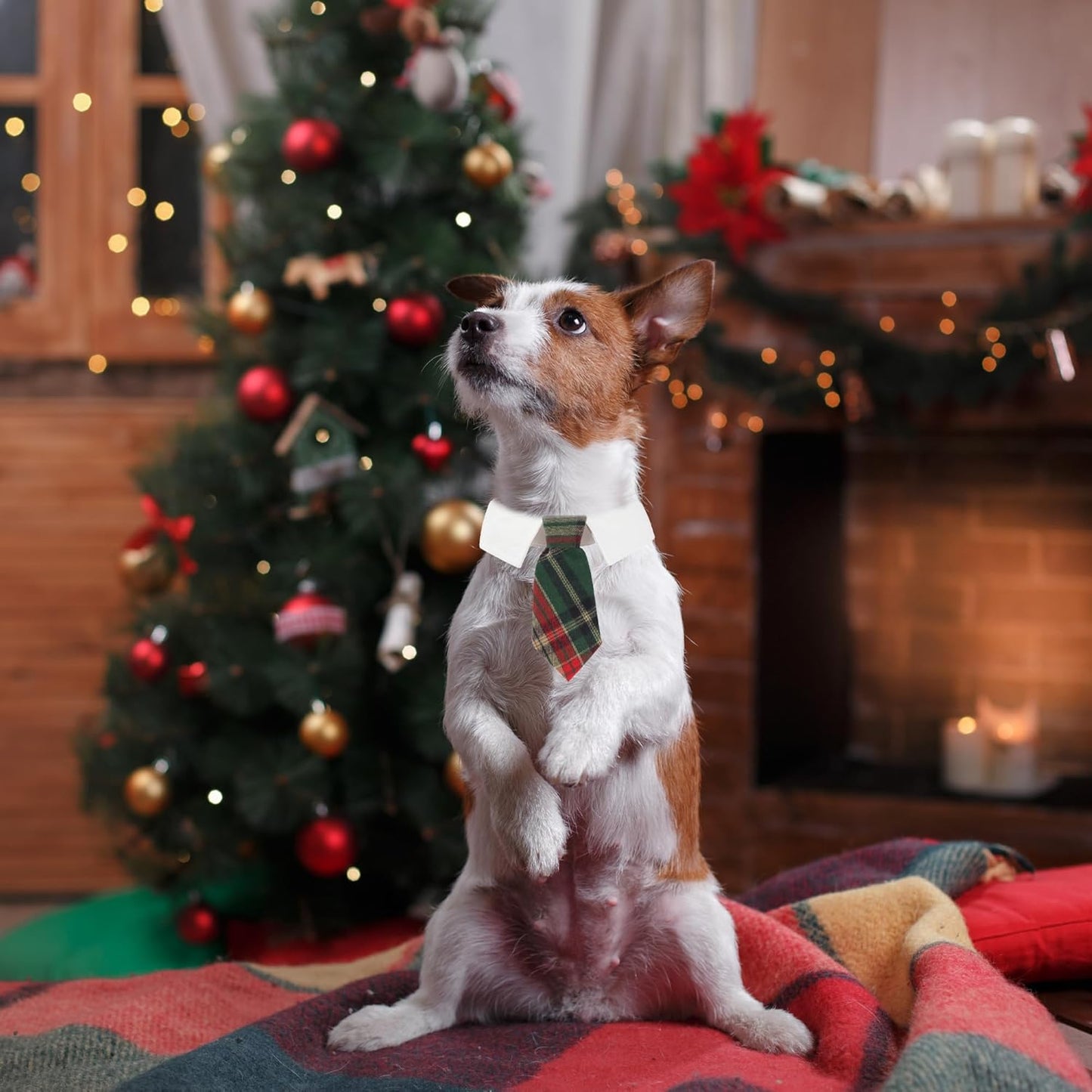 ADOGGYGO Christmas Dog Necktie, Xmas Pet Tuxedo Costume, Green Plaid Christmas Neck Tie Collars for Small Dogs (Small)