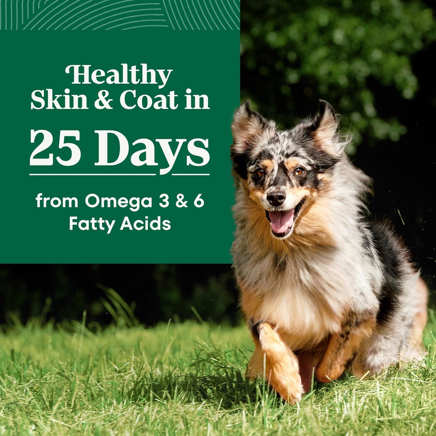 Nutro Natural Choice Chicken & Brown Rice Senior Dog Food Dry Recipe, 30 lb. Bag