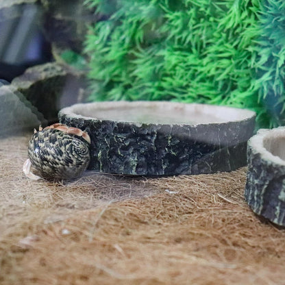 3 Pack Resin Reptile Dish for Food and Water with Tweezer, Hermit Crab Accessories, Hermit Crab Supplies, Hermit Crab Water Bowl, Habitat Accessories for Hermit Crab, Bearded Dragon, Gecko, Tortoise