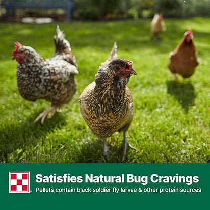 Purina Layena + High Protein Layer Chicken Feed (40 Pound)