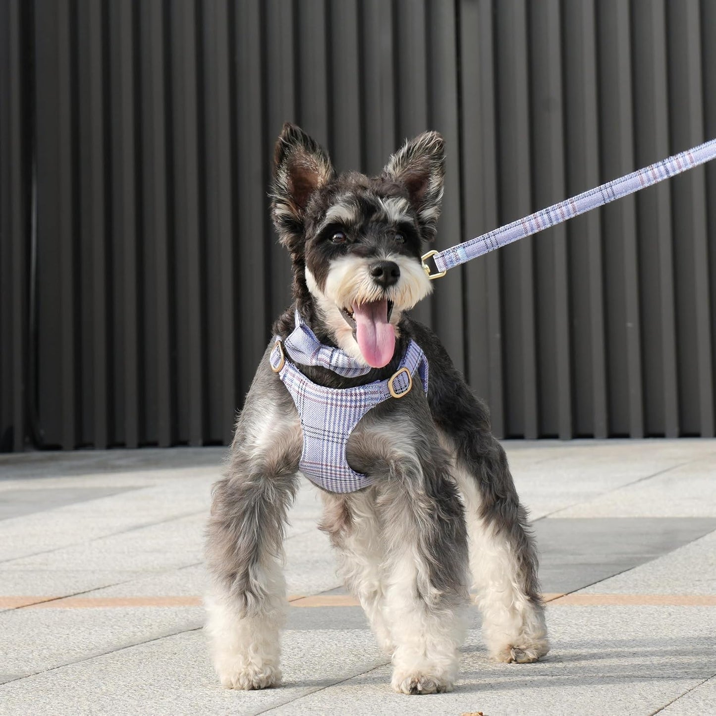 Beirui Cute Extra Small Dog Harness Collar and Leash Set with Bowtie, Soft Adjustable Plaid Puppy Harness for Small Sized Dogs Cats Walks Parties and Photoshoots(Blue,XS:Chest 13-18")