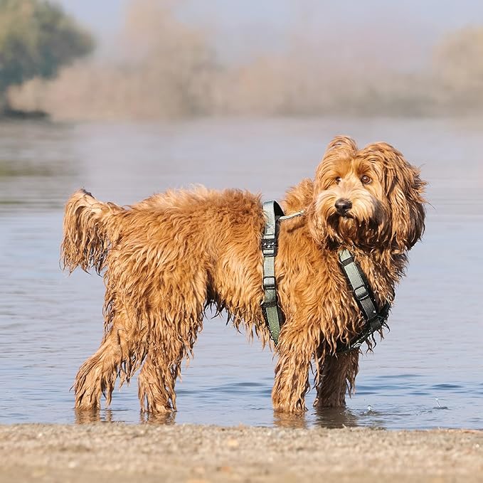 PawsPassion Dog Harness for Large Dogs, No Pull Dog Harness Easy Walk with Metal Hardware, Ergonomic Y-Shaped Design, Soft Padding, Padded Handle, Durable High-Tensile Nylon (Seabreeze, L)