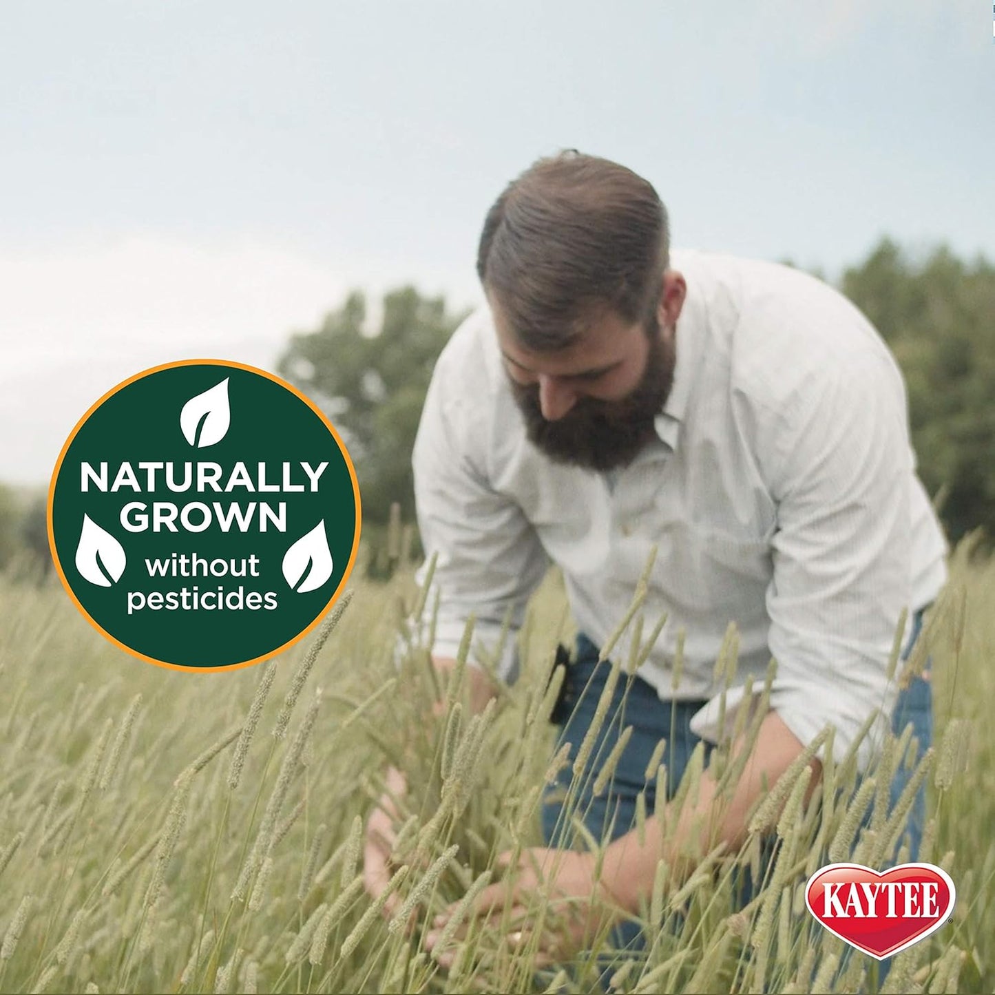 Kaytee All Natural Timothy Hay Plus Cranberries For Guinea Pigs, Rabbits & Other Small Animals, 24 Ounce