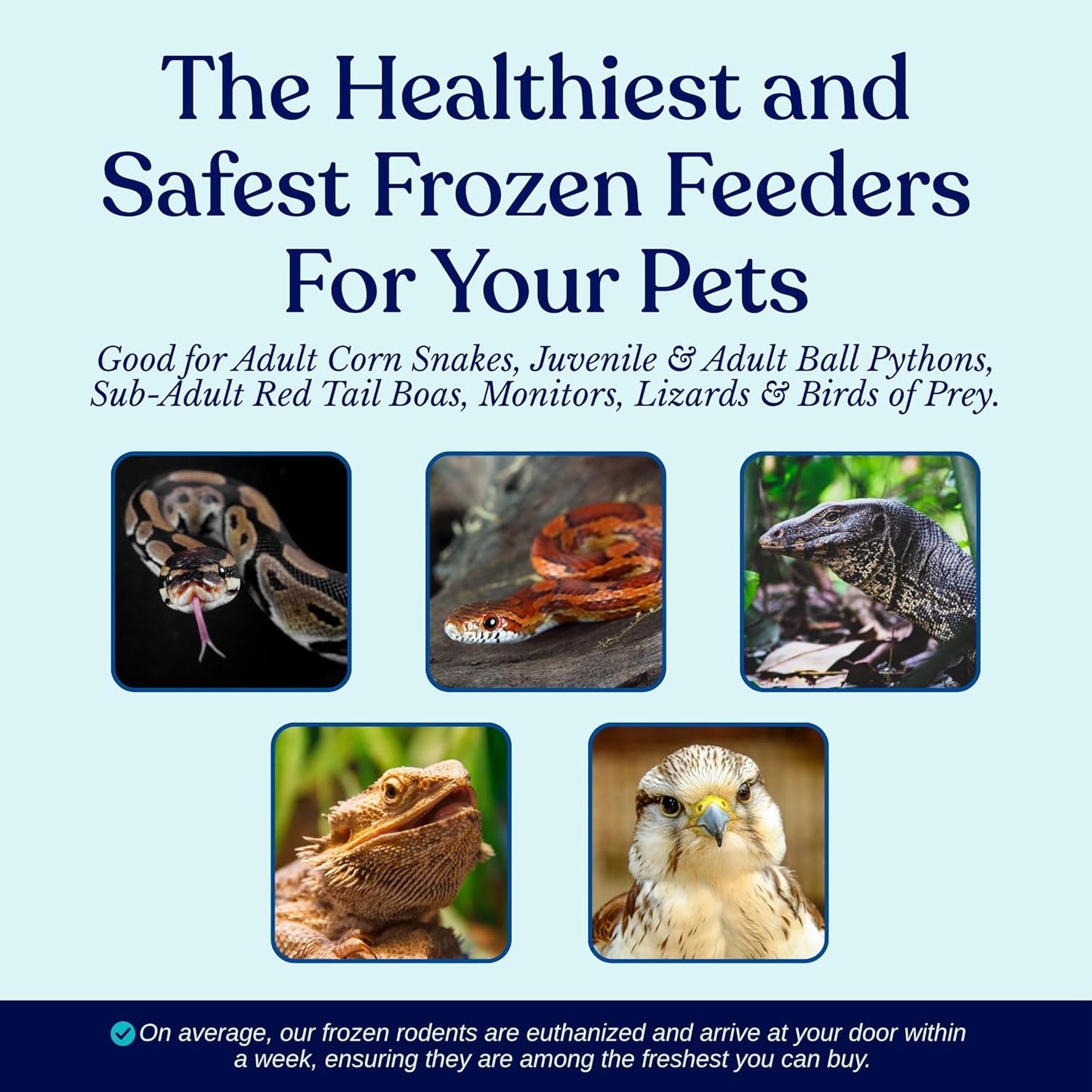 MiceDirect EST. 2003 100 Frozen Rat Combo Pack 50 Rat Pups and 50 Rat Weanling Feeders Snake Food for Juvenile Ball Pythons and Monitors (2.5-4.5 in)(2500 Grams Min)