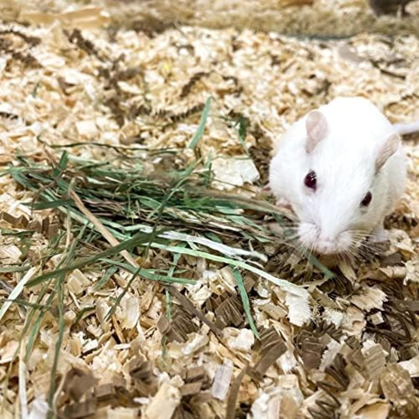 Blue Mountain Hay | Fresh Teff Grass Hay (48 Ounce) | Low NSC, High Fiber, Healthy Weight Management | High-Altitude Hay Pet Food for Rabbits, Guinea Pigs, Chinchillas, Hamsters, and Other Small Pets