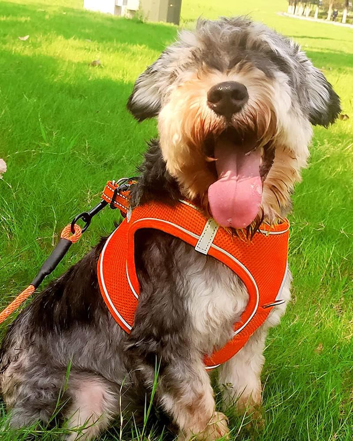 Joytale Small Dog Harness, Breathable Mesh Step-in Vest, Reflective Soft Padded Harnesses for Small and Medium Dogs, Orange, L