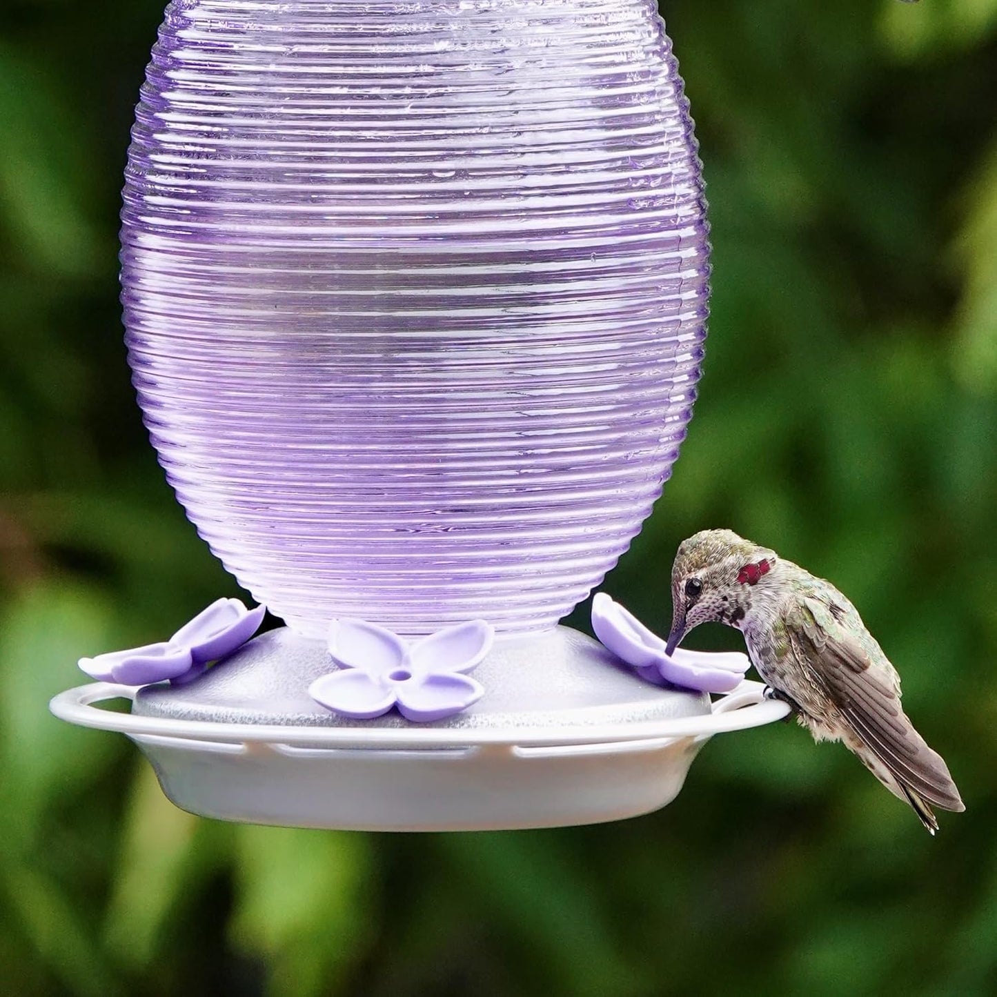 Nature's Way Hanging Glass Hummingbird Feeder for Outdoor Decor, 29 Ounce Capacity Nectar Feeder, 4 Easy to Clean Flexible Ports, Purple Lilac