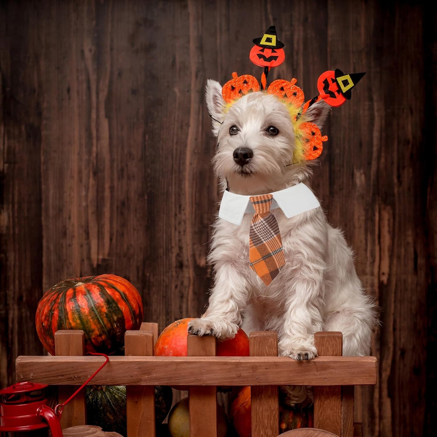 ADOGGYGO Fall Dog Necktie Pet Tuxedo Halloween Thanksgiving Dog Neck Tie Collar with Orange Plaid Tie for Small Dogs Pets (Small, Orange)