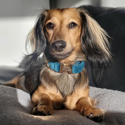 PETDURO Custom Dog Collar Personalized with Name Engraved Quick Release Rose Gold Metal Buckle for Large Medium Small Girl Dogs - Dog Leash and Bow Tie Available - Soft Comfy Velvet (Gem Green, S)