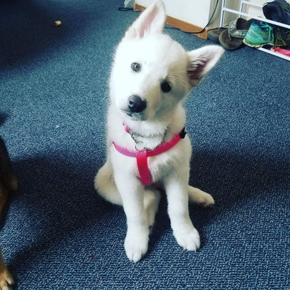 PUPTECK No Pull Dog Harness Soft Adjustable Basic Nylon Step in Puppy Vest Outdoor Walking with ID Tag X-Small DeepPink