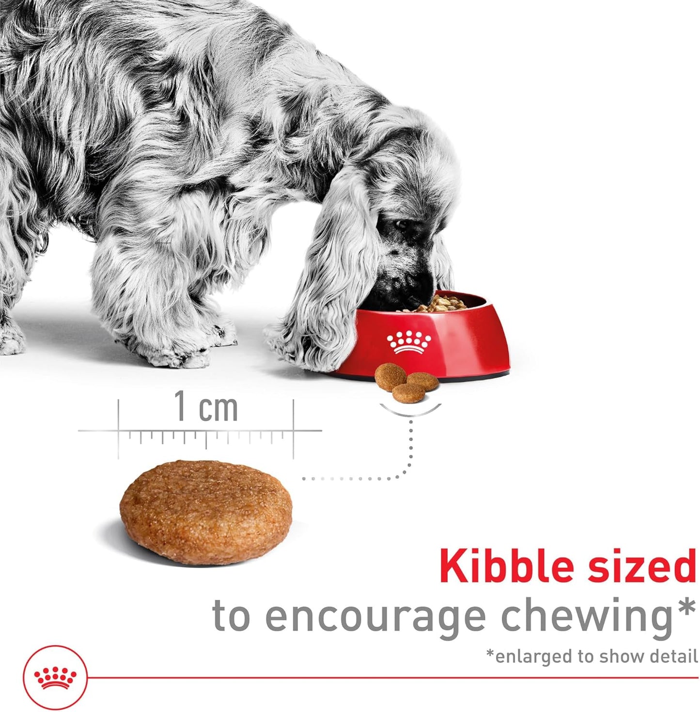 Royal Canin Size Health Nutrition Medium Adult Dry Dog Food, 4 lb Bag