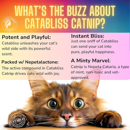 Catnip for Cats – 1oz Jar - 100% Essential Natural Cat Nip Herb Resealable Jar - Fresh Aroma Stimulates Activity & Enhancing Play for Indoor Cats - Great for Cat Nip Toys, Play & Training