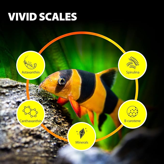 Purify Series for Algae Wafers Pleco Food, Spirulina Fish Food for Snails, Plecos, Algae Eaters and Bottom Feeders, Color Enhancing, All Natural Ingredients, 2.82oz (Pack of 1)