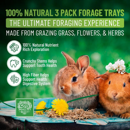 Small Pet Select Forage Tray Bundle, 3 Pack of Foraging Trays for Rabbit, Guinea Pig, Hamster or Bunny - Natural Treats, Dandelion, Flower, Herb Mix 2.5oz Each