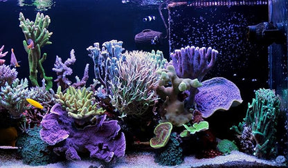 Aquatic Foods Inc. Pacific Plankton - Freeze Dried Small Floating Plankton for All Tropicals, Marines, Corals, Anemones, Koi & Pond Fish, Cichlids, Aquatic Turtles…1.5oz Small Jar