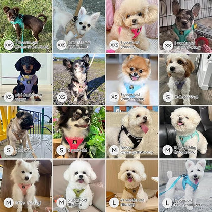 BELLA & PAL Step in Vest Harness for Small and Medium Dogs, No Pull Small Dog Harness with Leash Set, Comfortable Air Mesh Dog Vest Harness with Reflective Strip (Deep Black, XXS)