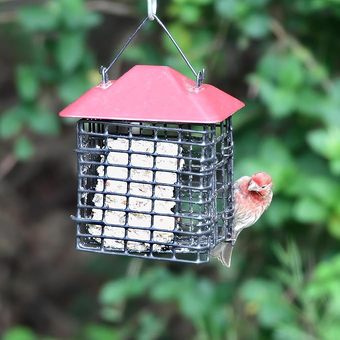 Lyric Delite High Protein Wild Bird Seed Suet Cakes for Wild Birds, 12 oz. (12 Pack)