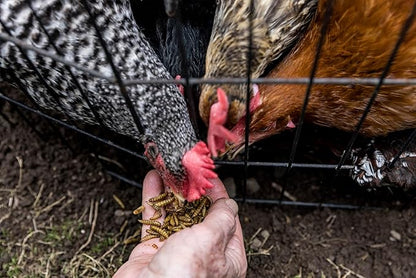 Good Deal Grubs Dried Black Soldier Fly Larvae Treat (5lb) for Chickens, Poultry, Birds, Small Pets - Protein and Calcium Supplement