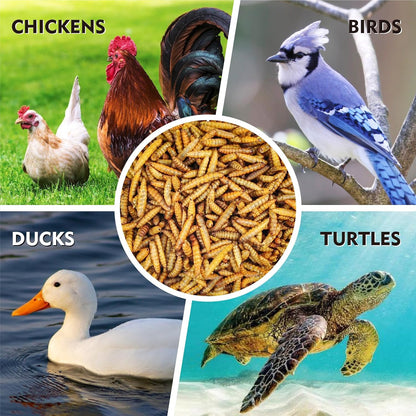 Dried Black Soldier Fly Larvae 5 LB, High Protein Natural Non-GMO More Calcium Than Mealworms Chicken Feed & Bird Food, Treats for Laying Hen, Ducks, Wild Birds