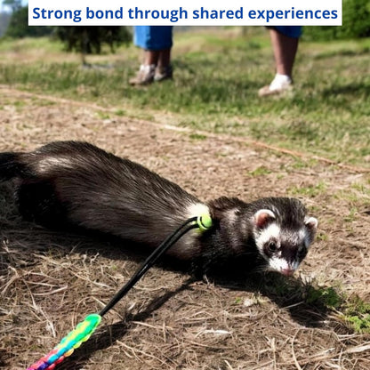 Ferret Leash Harness Adjustable Squirrel Sets, Leashes and Harnesses for Ferrets Guinea Pig Chinchilla Rat Dragon Bearded Small Animal, Pet Squirrel Ferret Accessories (Blue)