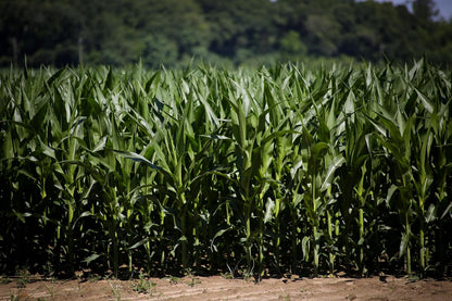 Single A Corn©️: Premium Dried and Shelled Whole Kernel Corn 21 lbs - Perfect Feed for Birds, Deer, and Other Wildlife- This Season's Corn!