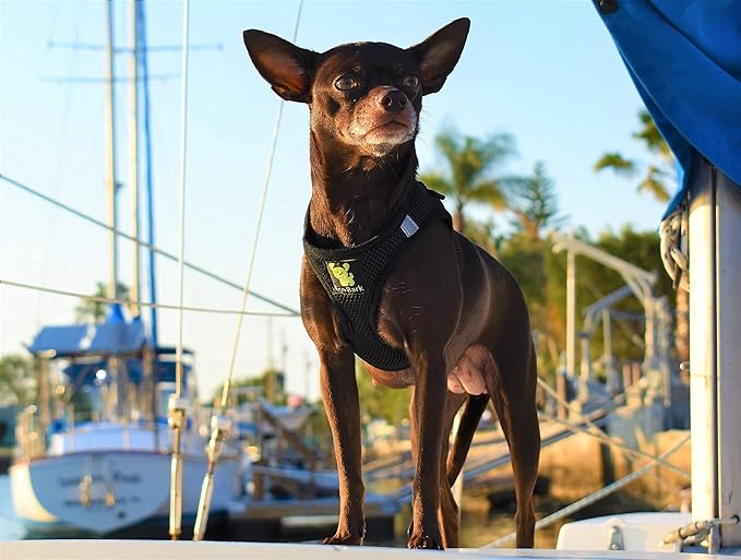 EcoBark Step in Dog Harness - Eco-Friendly Toy Breed Dog Harnesses for XS and Small Dogs - Reflective and Adjustable Mini Body Halter Vest -Tiny Soft Mesh Toy Breed Harness (Black, Small)