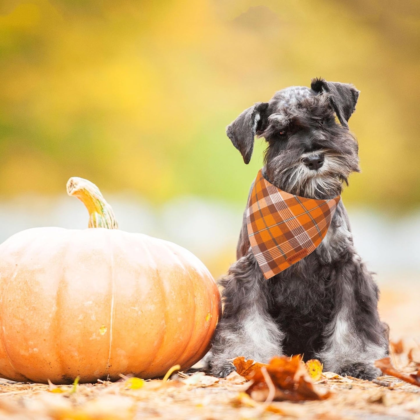 ADOGGYGO Fall Dog Bandanas 2 Pack, Halloween Thanksgiving Holiday Pet Scarf, Multiple Sizes Offered, Orange Plaid Fall Bandana for Small Dogs Cats Pets (Small)