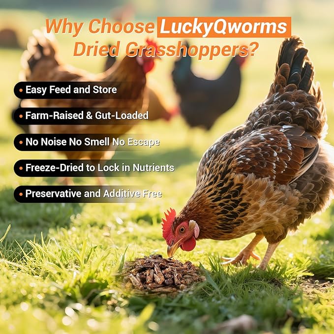 Freeze Dried Grasshoppers - High Protein Reptile & Bird Food, 1lb Resealable Bag for Bearded Dragons, Lizards, Hedgehogs | Natural, No Additives