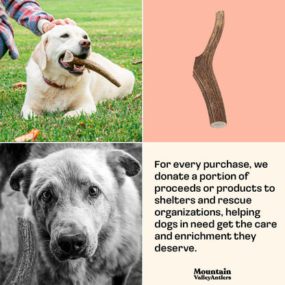 Mountain Valley Elk Antlers for Dogs - 100% Natural & Organic Chew for Aggressive Chewers, No Odor, No Mess, Long Lasting - Wild-Foraged Naturally Shed Antlers in USA - Grade A, Whole Large (1 Pack)