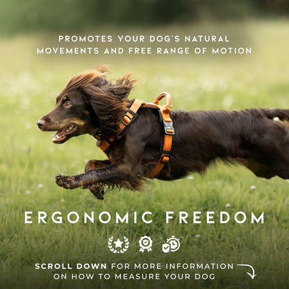 MADE TO ROAM Premium Explorer Harness - Y-Shaped Dog Harness with Adjustable Durable Nylon, Soft Padding, Metal Buckles and Leather Handle for Small, Medium, Large Dogs (Maine Marina, Size 3)