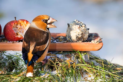 Dried Mealworms for Poultry, Wild Birds, Tasty Bird Food, 100% Natural, Non-GMO, High-Protein Treats for Bird, Pack of 4 Each 13.3 oz