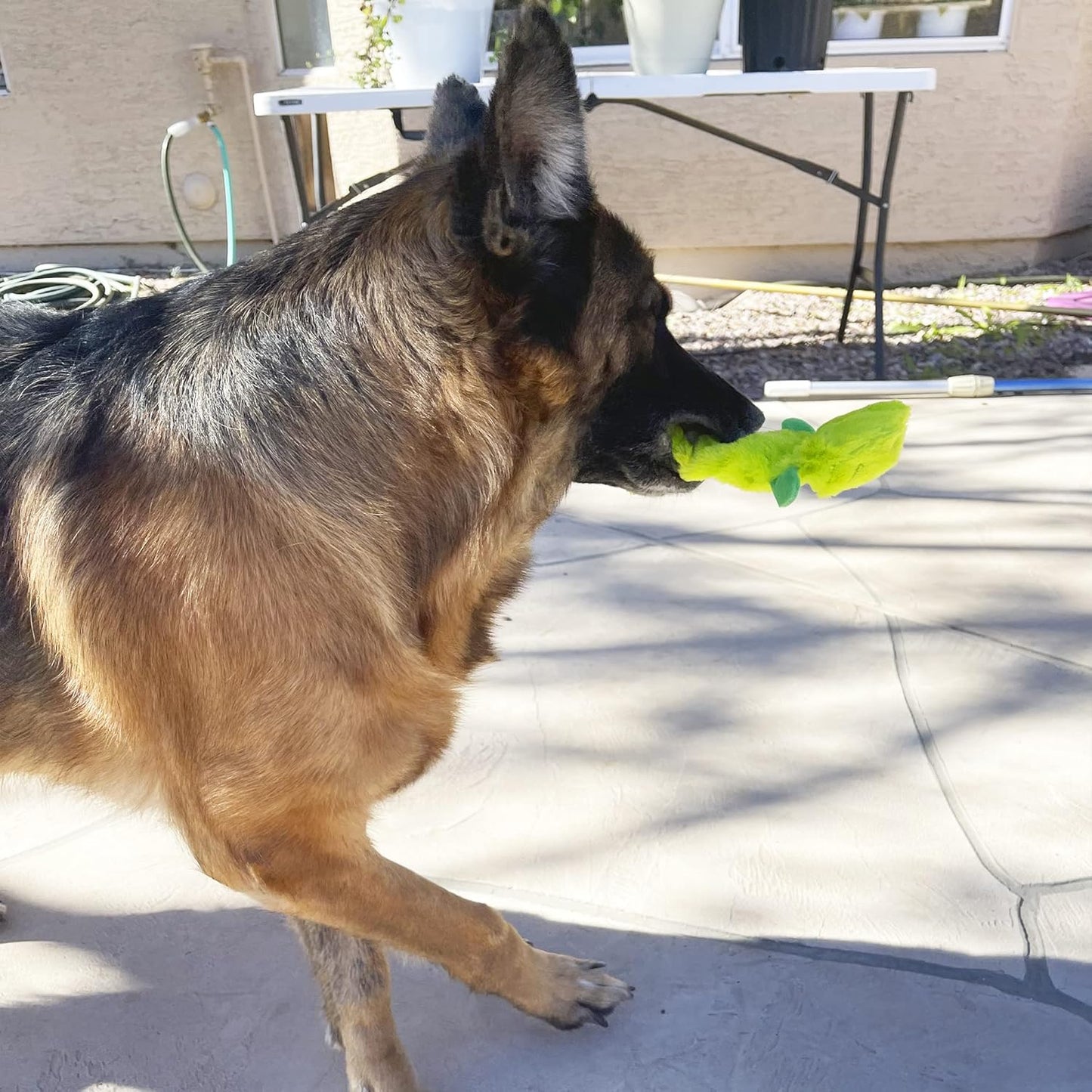 Jalousie 5 Pack Stuffingless Dog Squeaky Toys Dog Toy w/Durable Liner No Stuffing Dog Toy - Dog Toys Crinkle Paper Squeaker Toy for Medium Large Dogs (5 Pack Bungee Body Stuffingless Crinkle Paper)