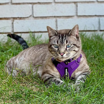 Voyager Step-in Lock Adjustable Cat Harness w. Cat Leash Combo Set with Neoprene Handle 5ft - Supports Small, Medium and Large Breed Cats by Best Pet Supplies - Purple, S