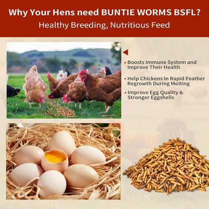 Dried Black Soldier Fly Larvae 5LB, High Protein Chicken Feed, 100% Natural Non-GMO – Treat for Chicken More Calcium Than Mealworms, Food for Laying Hen, Ducks, Wild Birds