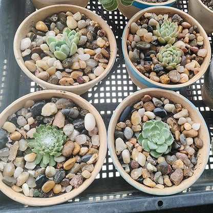 10LB Decorative River Rocks Gravel -2/5" Mixed Color Gravel for Vase Filling, Flower Pot Paving. Gravel for Garden Decoration,Landscaping,Aquarium Aquascape Gravel, Fish Tanks Gravel(8-12MM)