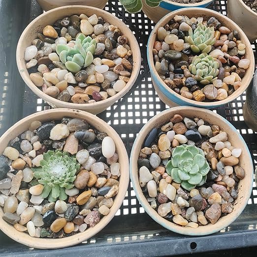 5LB Decorative River Rocks Gravel - 2/5/'' Mixed Color Gravel for Vase Filling, Flower Pot Paving. Gravel for Garden Decoration,Landscaping,Aquarium Aquascape Gravel, Fish Tanks Gravel.