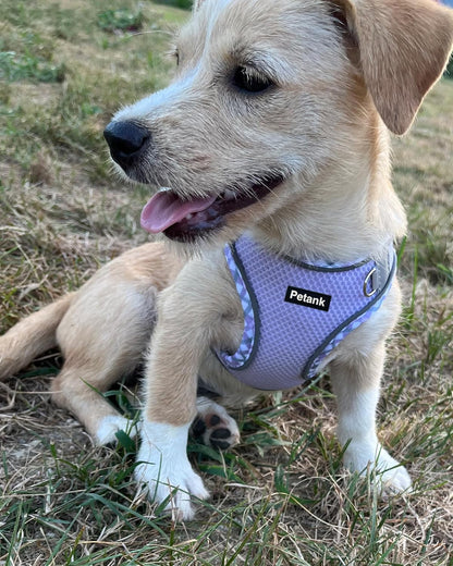 Petank Dog Harness for Small Medium Dogs No Pull, Puppy Harness and Leash Set, Step in Dog Harness for Walking, Running, Training, Small Dog Vest, Medium Dog Vest (Purple, M)