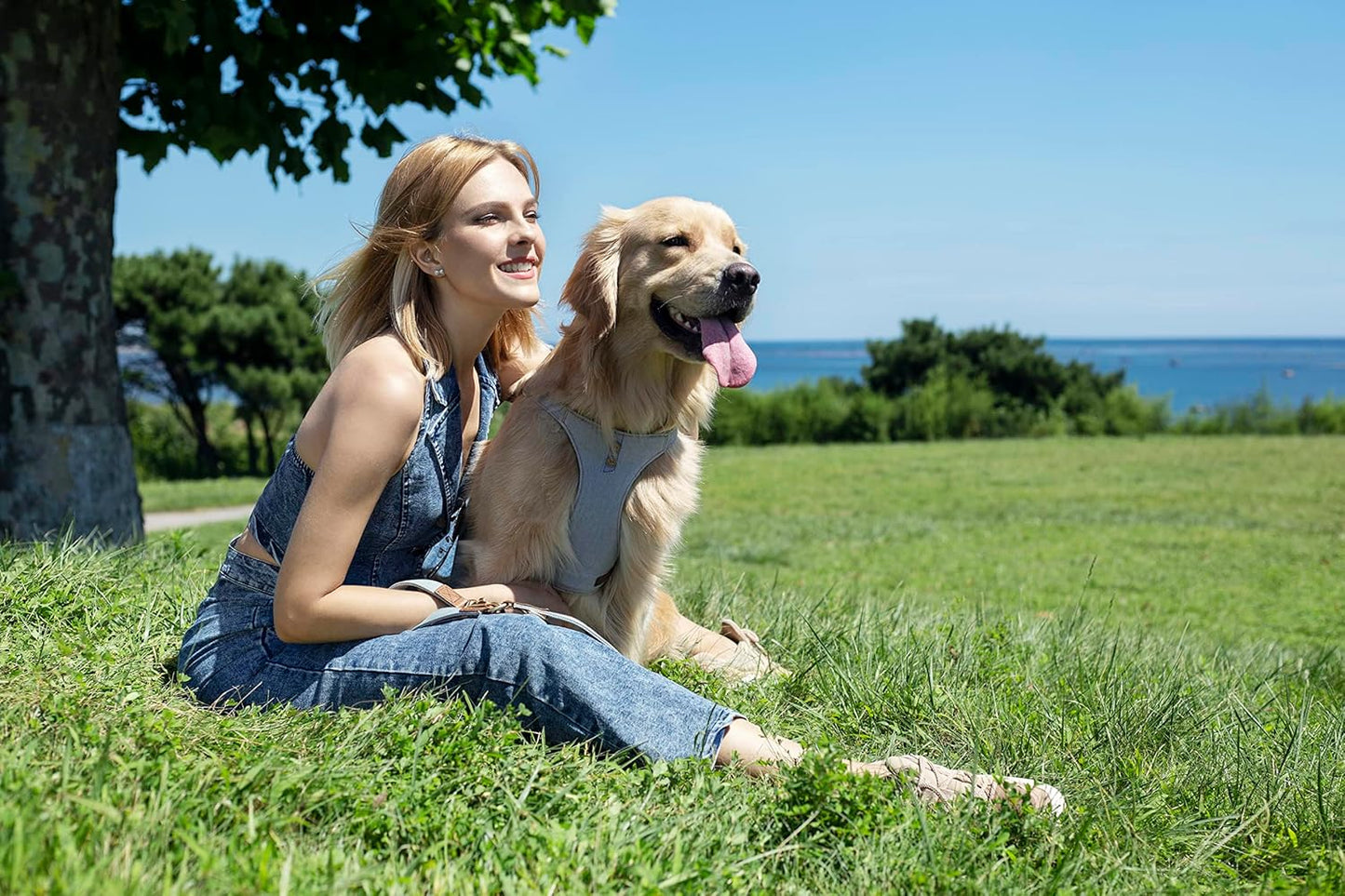 Dog Harness, No Pull Dogs Harness and Multi-Function Leash Set for Medium Dogs Easy Walk Everyday Adjustable Soft Dog Vest Harness Fashionable Dog Accessories Grey Blue-Button-Slim Large