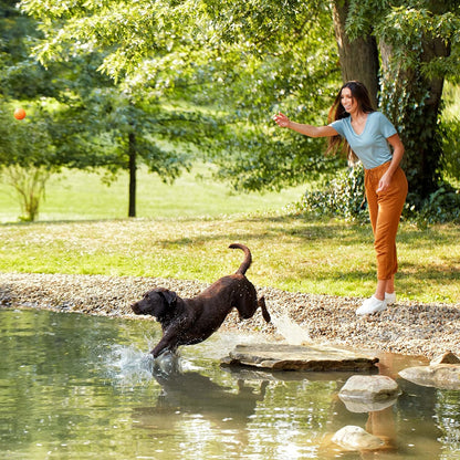 Nature′s Recipe Lamb, Barley & Brown Rice Recipe Dry Dog Food, 34 lb. Bag