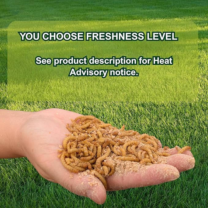 Exotic Nutrition Medium Live Mealworms (1/2") (2,000 Pack)