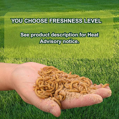 Exotic Nutrition Medium Live Mealworms (1/2") (1,000 Pack)